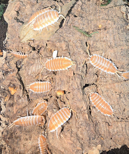 Porcellio Hoffmannseggii Orange (titan isopods)