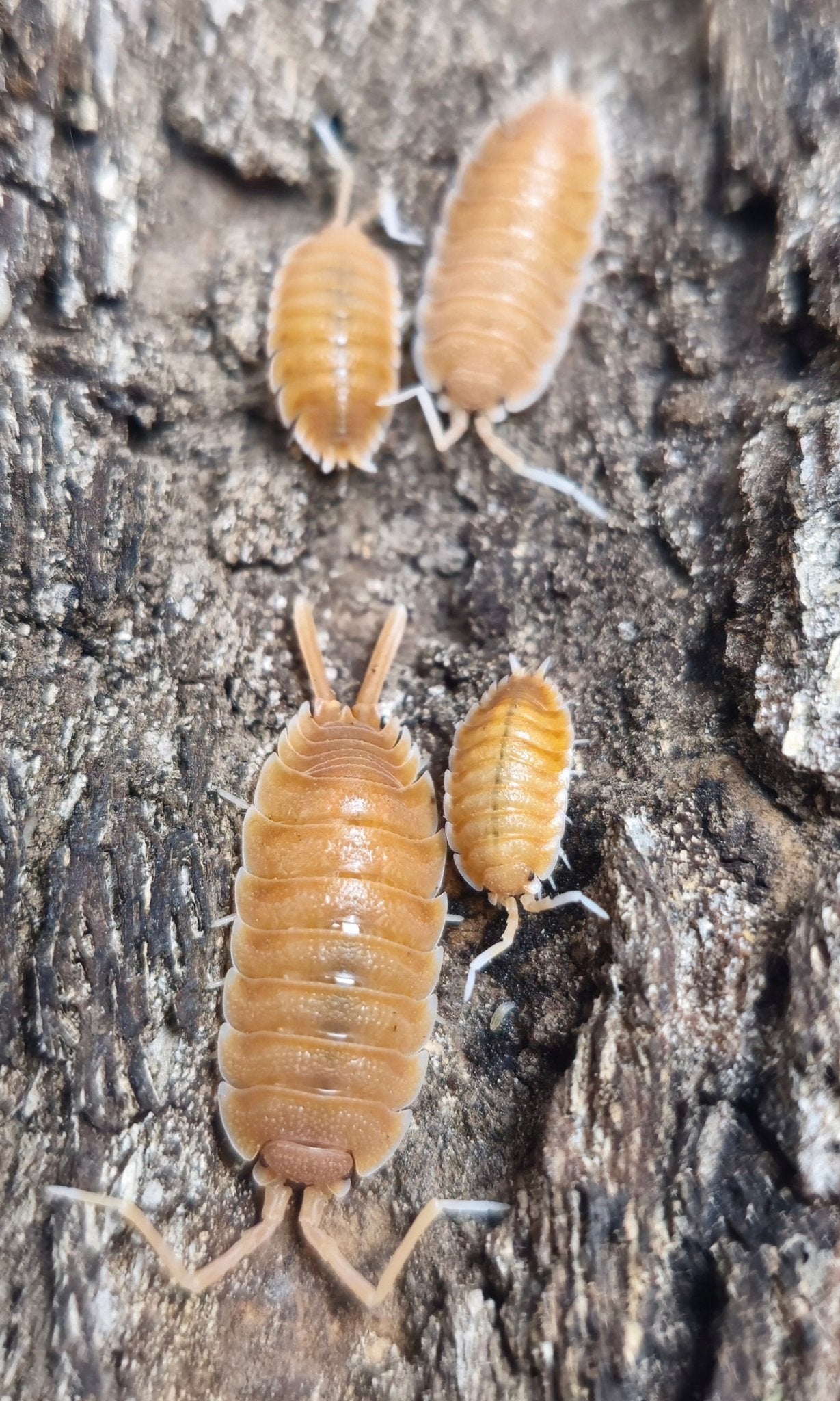 Porcellio magnificus isopods