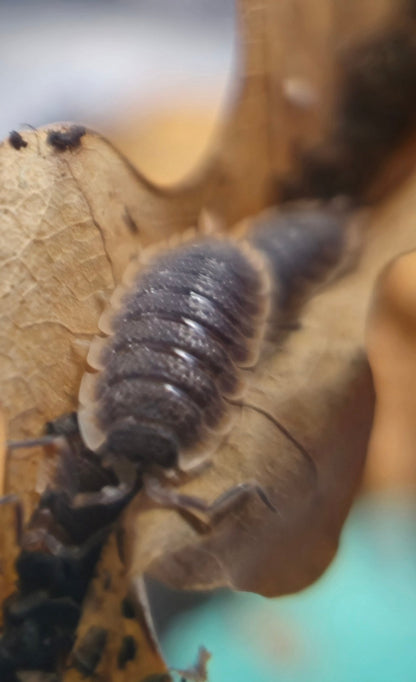 Porcellio Echinatus Red Edge Isopods