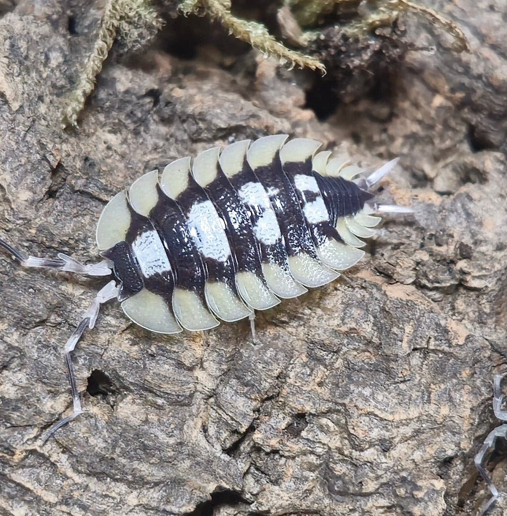 Porcellio expansus isopod