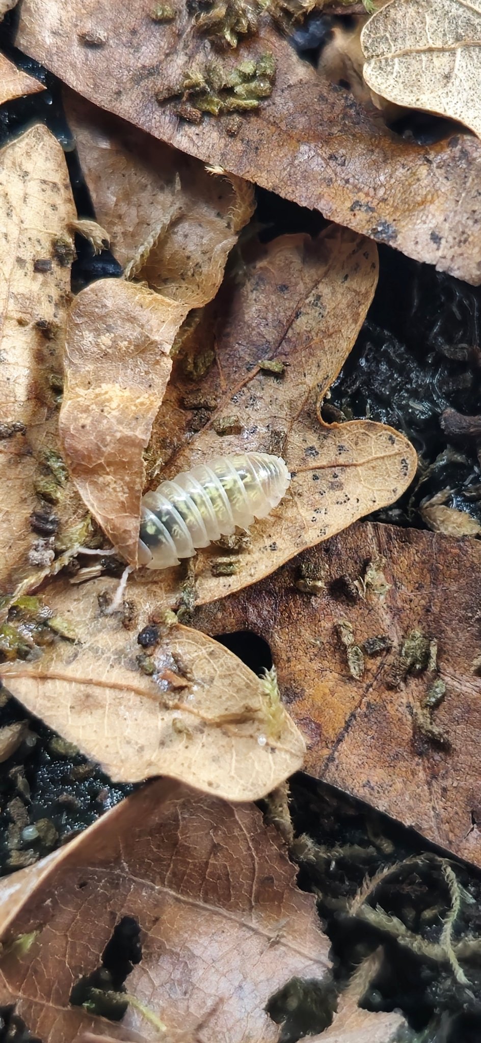 Vulgare T+ Albino Isopods (Armadillidium)