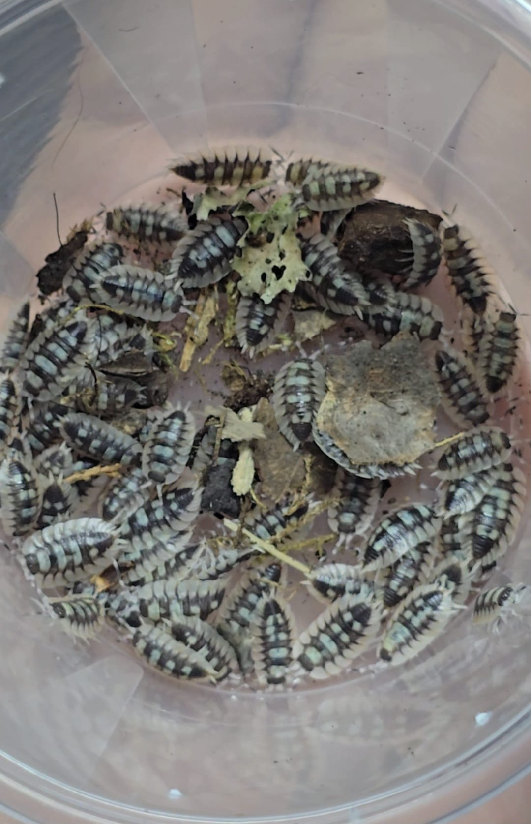 Porcellio Expansus Prades Isopods
