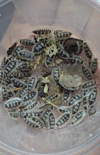 Porcellio Expansus Prades Isopods