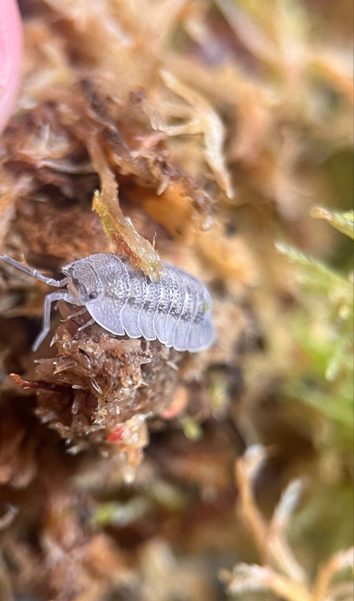 Armadillidium peraccae isopods