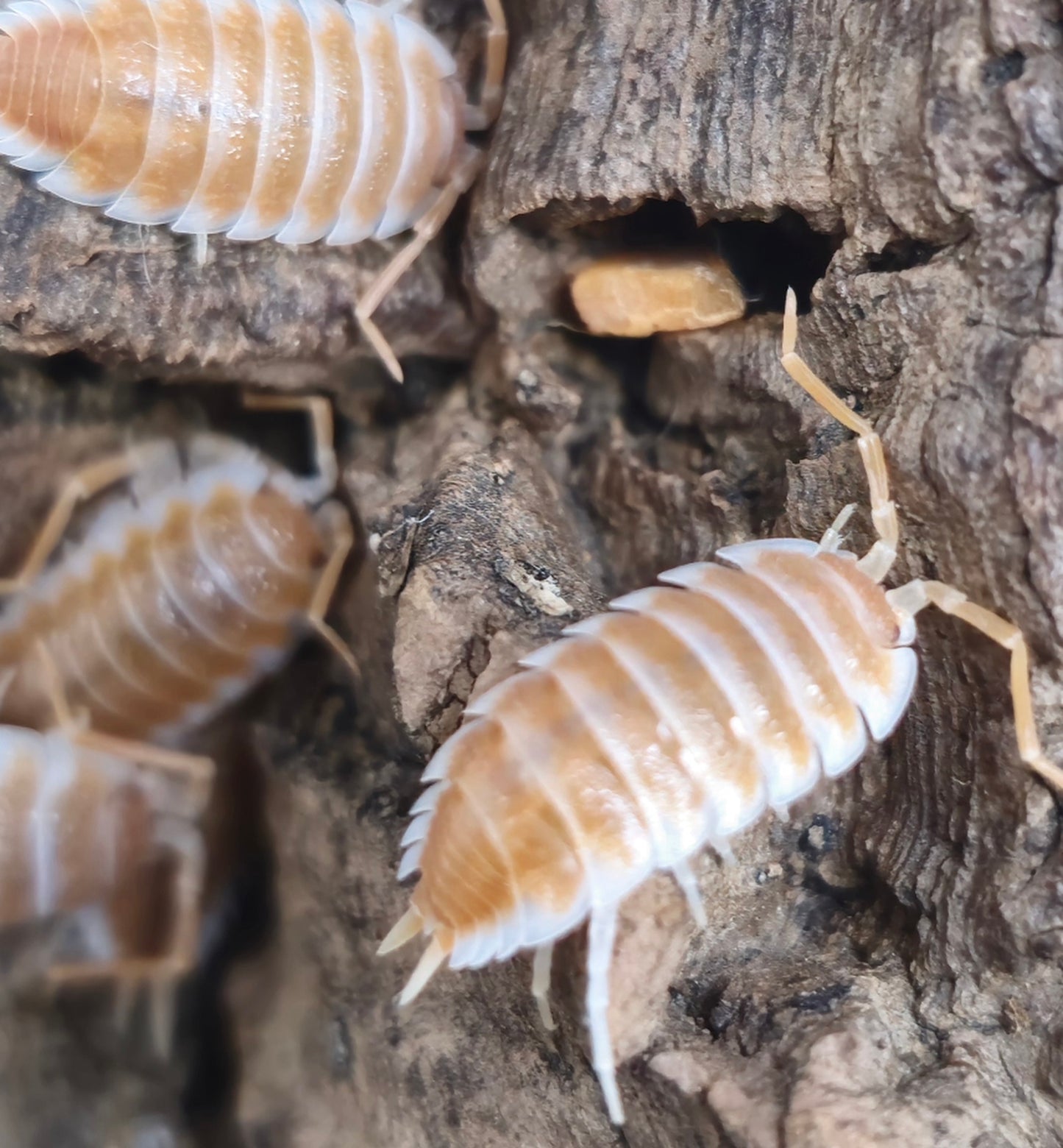 Hoffmannseggii orange isopods