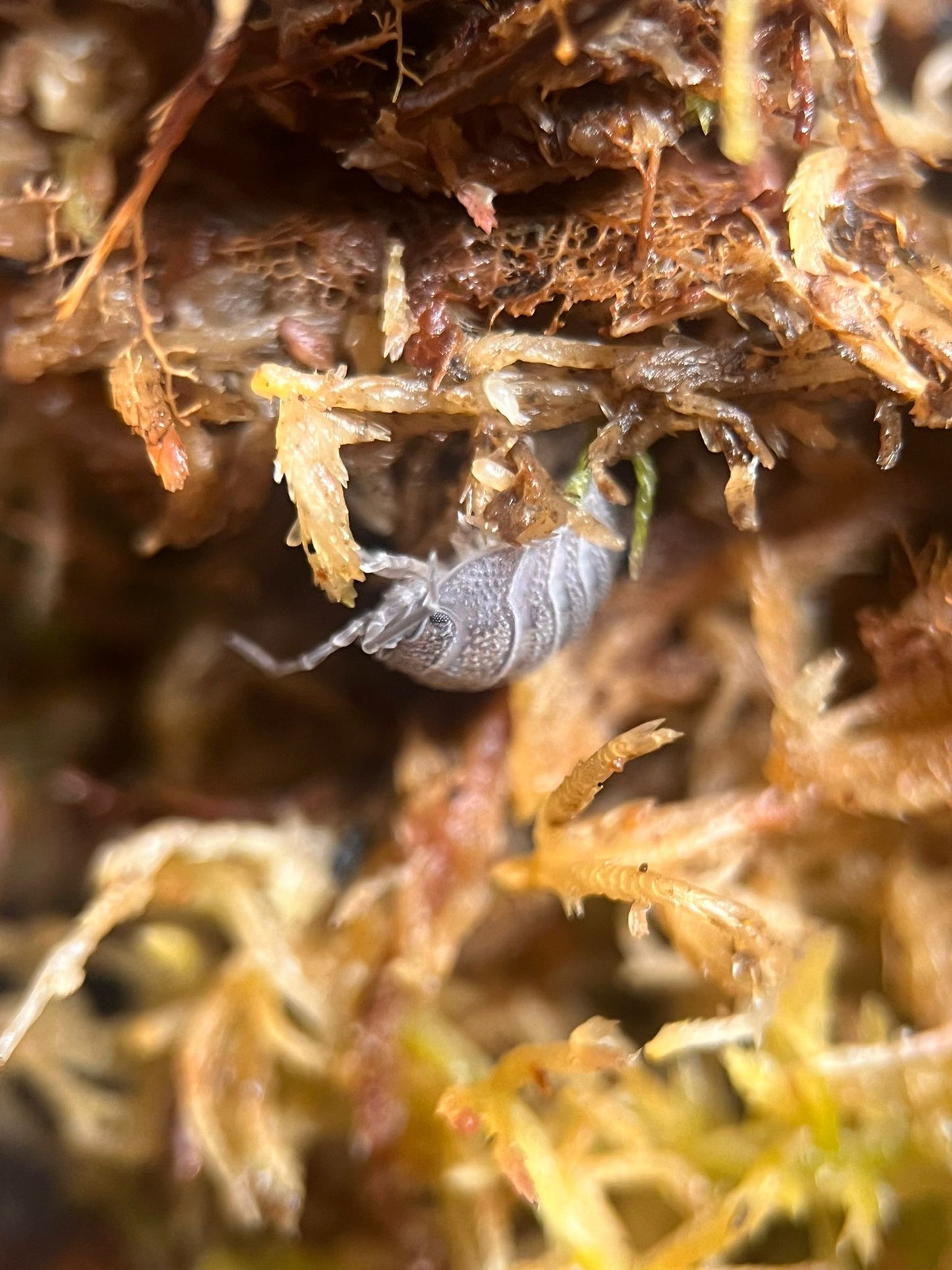 Armadillidium peraccae isopods