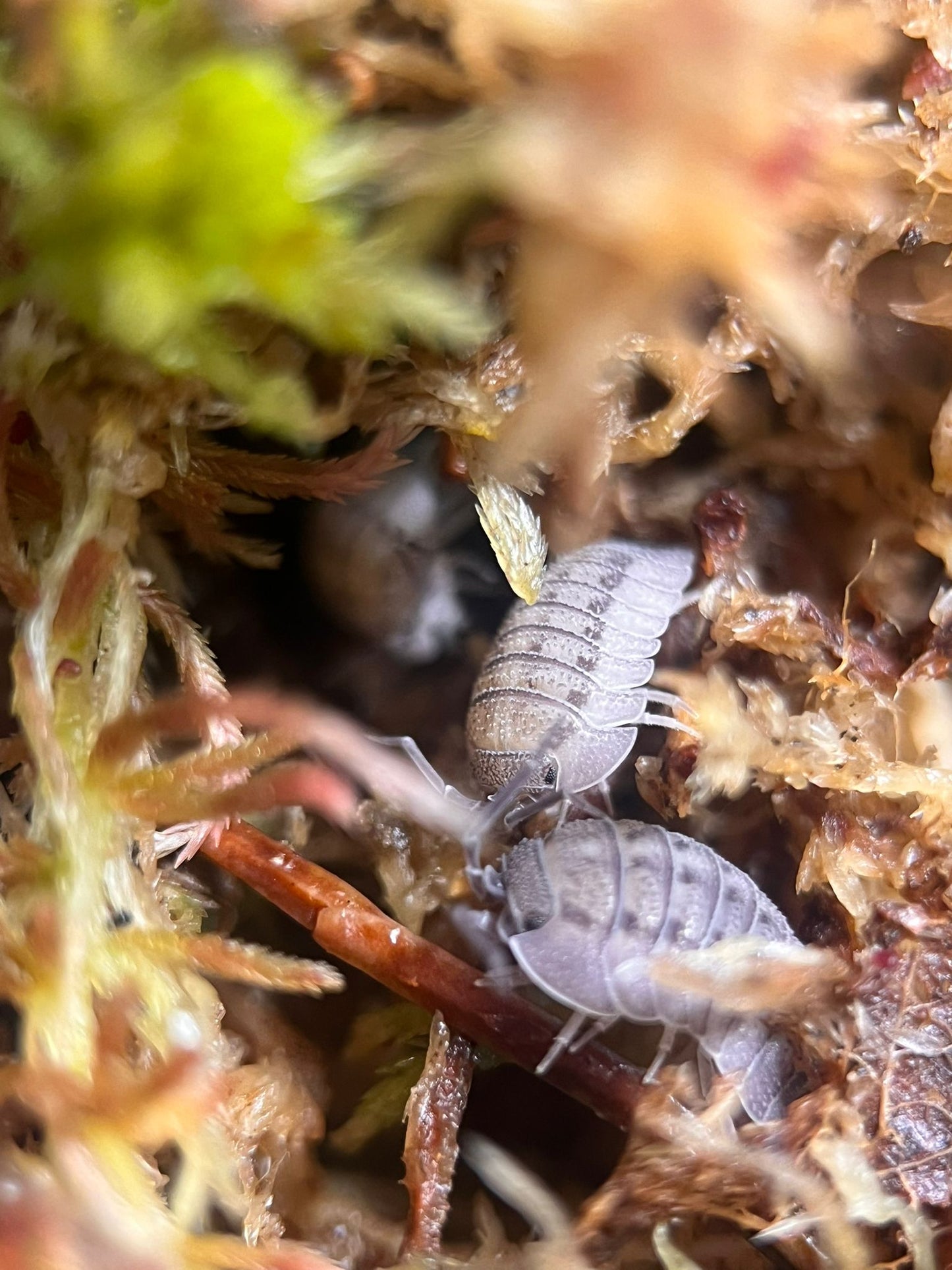 Armadillidium peraccae isopods