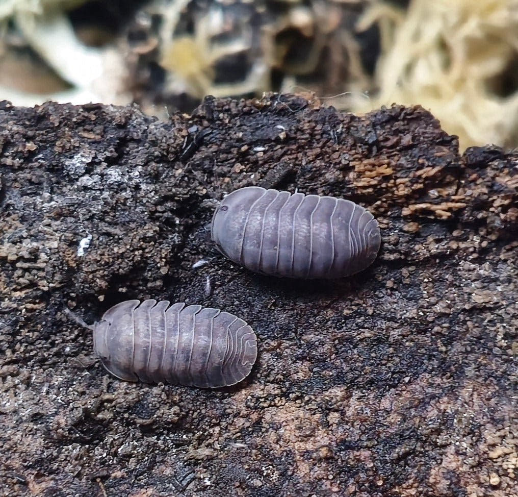 Isopods for sale