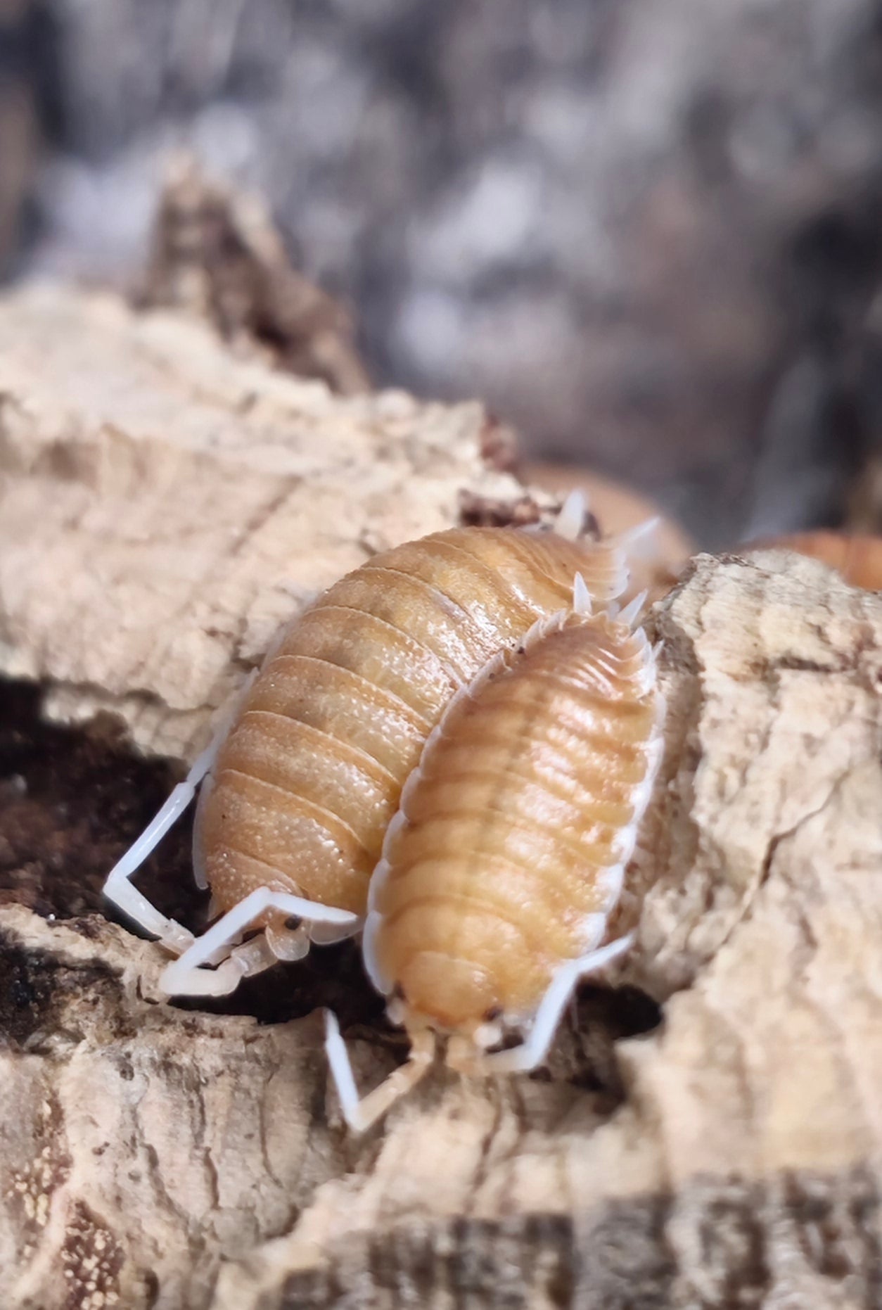 Porcellio magnificus isopod