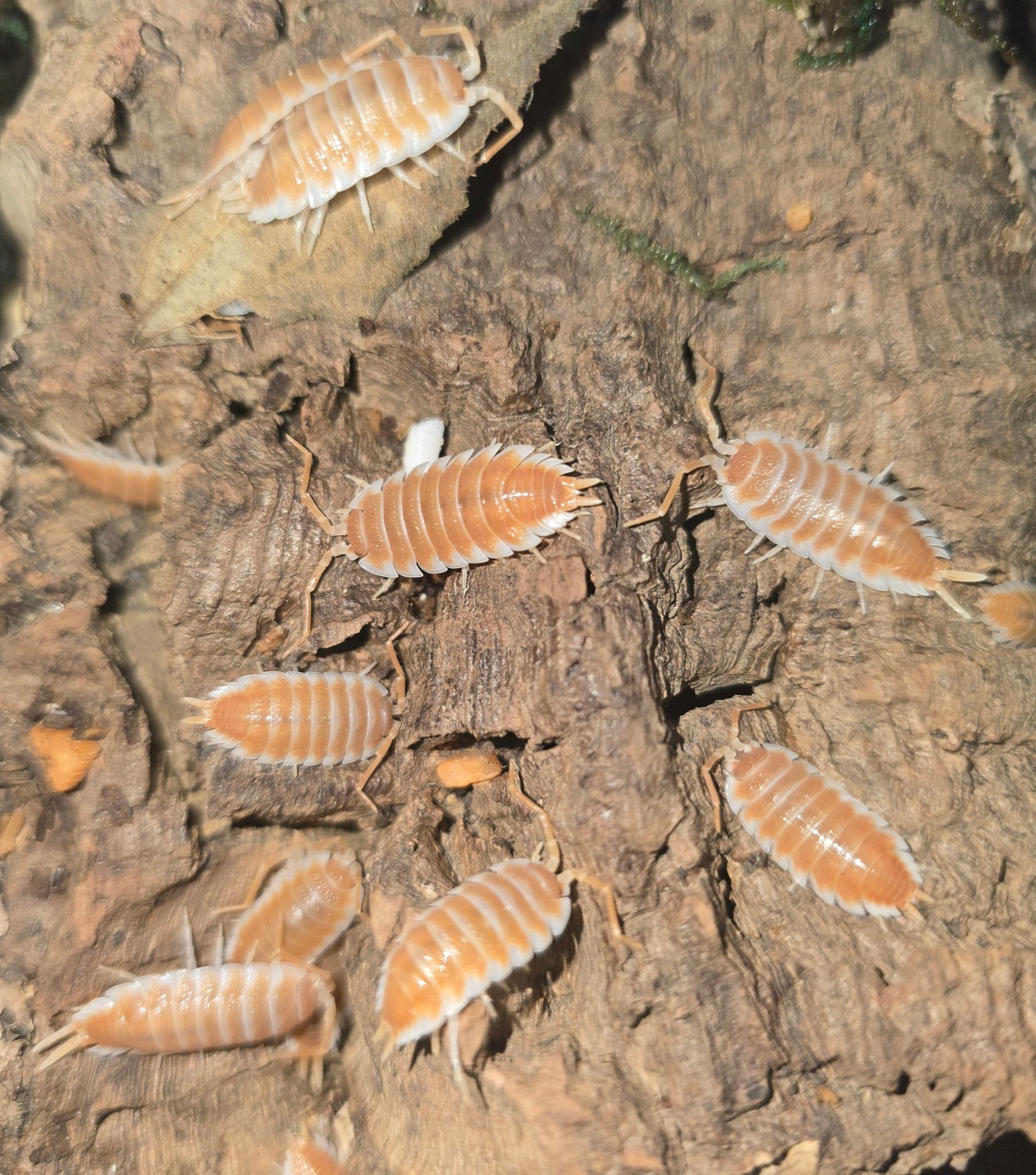 Hoffmanseggii orange giant isopods