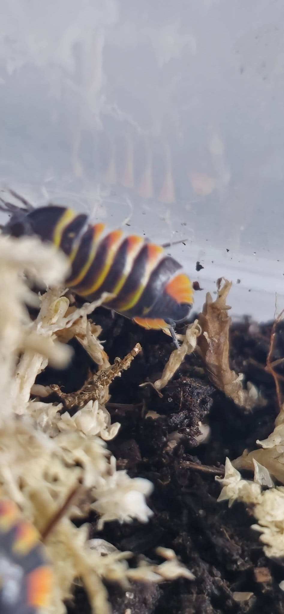 Ember bee isopod for sale