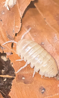 Vulgare T- Albino Isopods (Armadillidium)