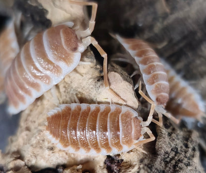 Giant orange isopods