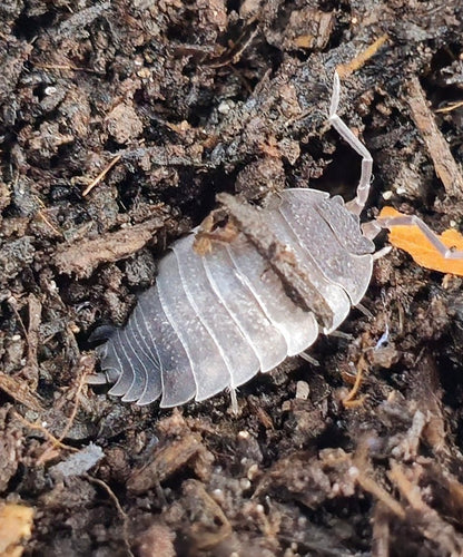 Ying Yang Isopods (Porcellio Scaber)