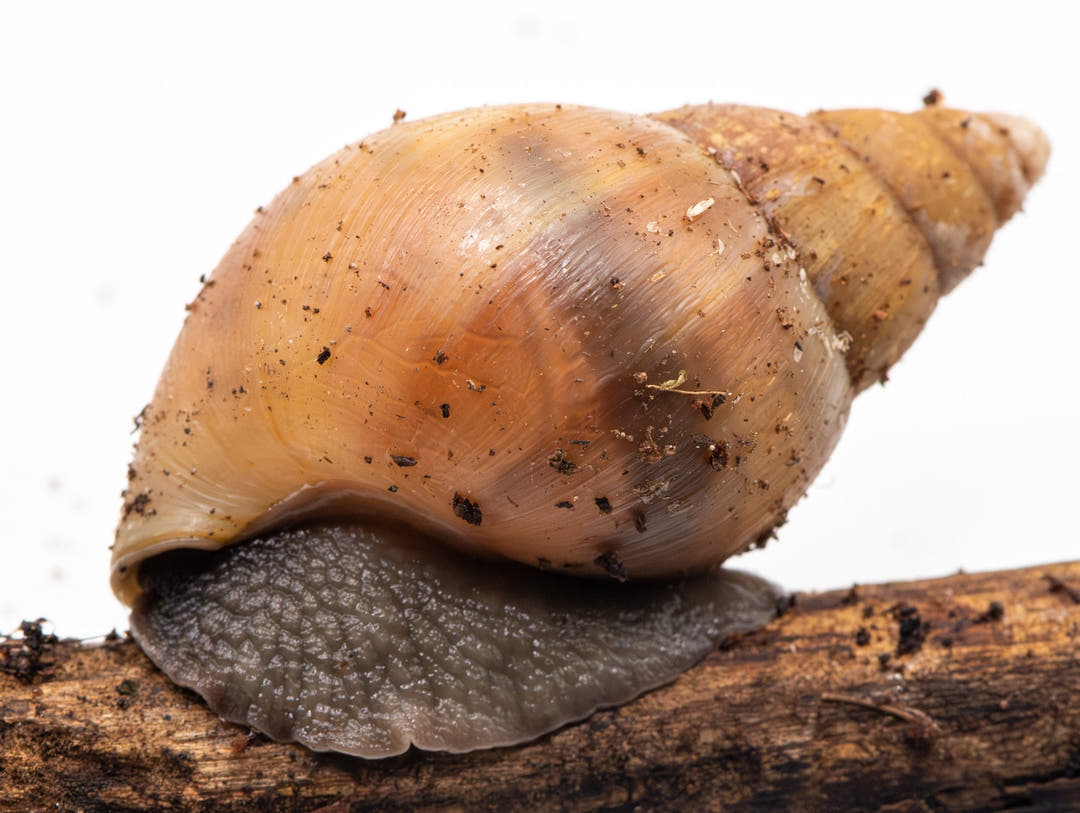 snail with typical shell shape sucking to stick to twig