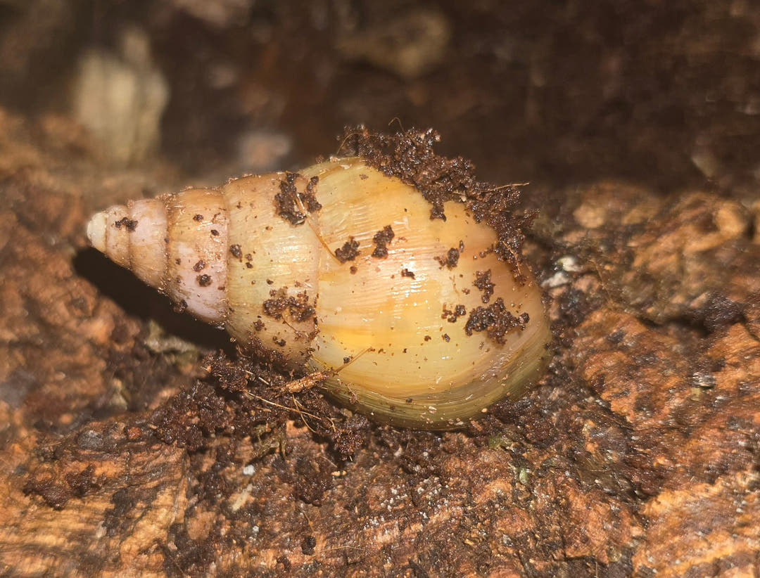 Rodatzi Giant African Land Snails (Achatina Fulica)