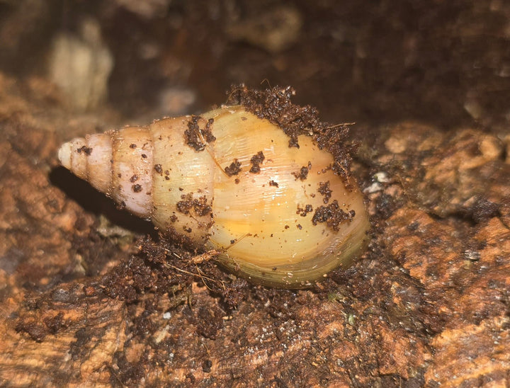 Rodatzi Giant African Land Snails (Achatina Fulica)
