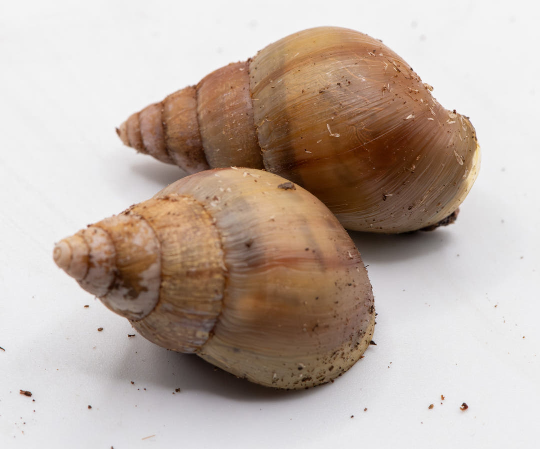 two snails hiding inside their shell
