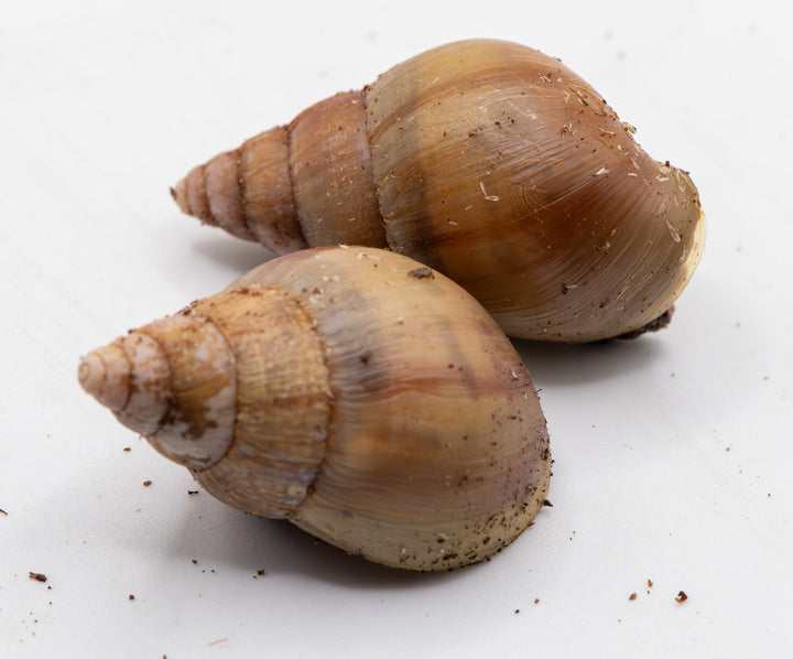 two snails hiding inside their shell