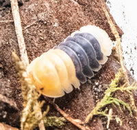 Rubber Bee Isopods (Cubaris)