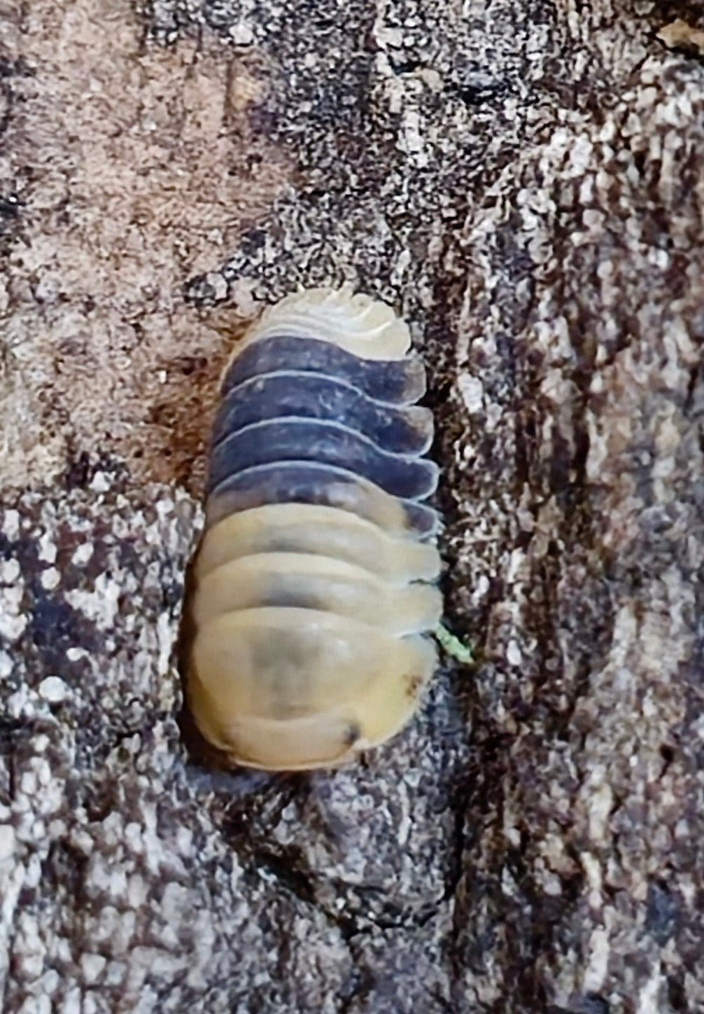 Rubber Bee Isopods (Cubaris)