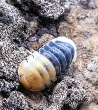 Rubber Bee Isopods (Cubaris)