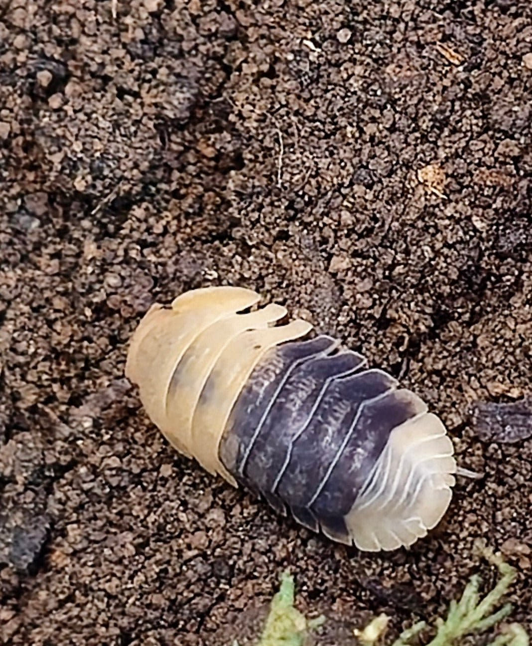 Rubber Bee Isopods (Cubaris)