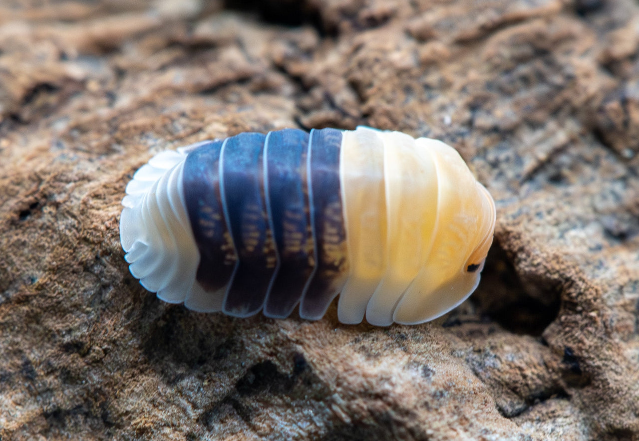 small sopod with 3 colours yellow at front 3rd of body, then black then white