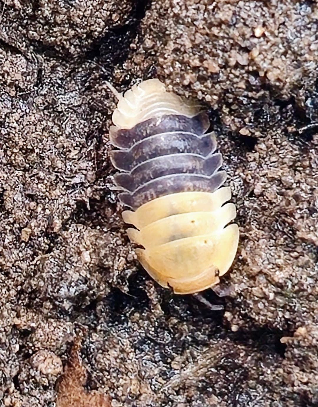Rubber Bee Isopods (Cubaris)