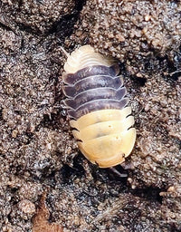 Rubber Bee Isopods (Cubaris) - Isopods For Sale UK I PostPods