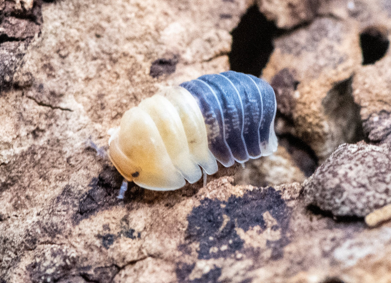 rubber bee isopod