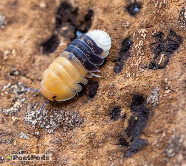 Rubber Bee Isopods (Cubaris sp.)