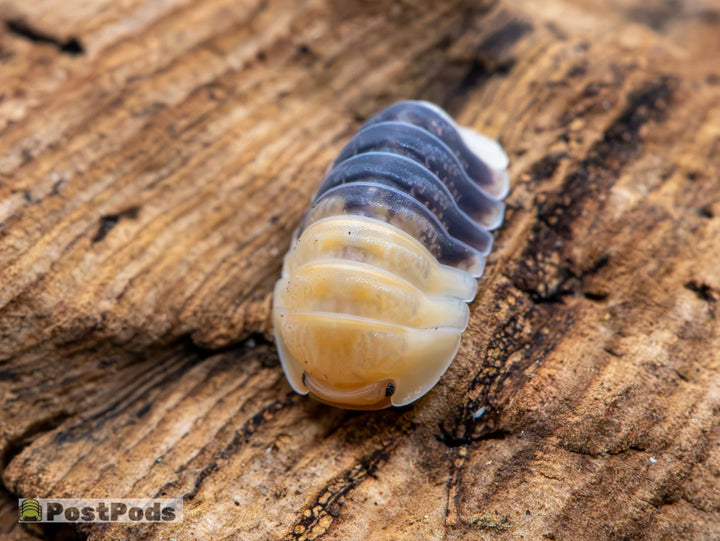 Rubber Bee Isopods (Cubaris sp.)
