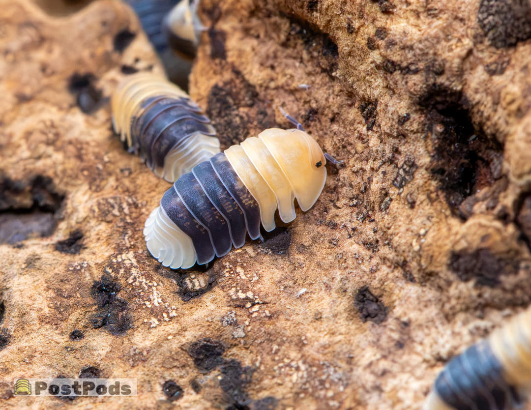 Rubber Bee Isopods (Cubaris sp.)