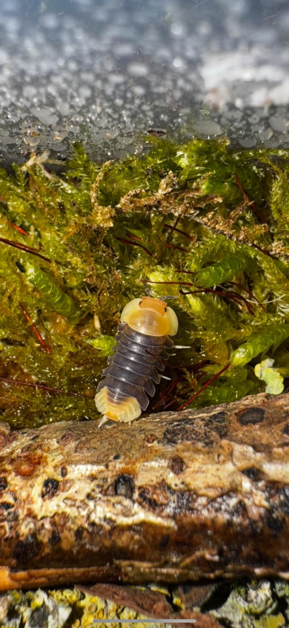 Rubber Ducky Isopods (Cubaris sp.)