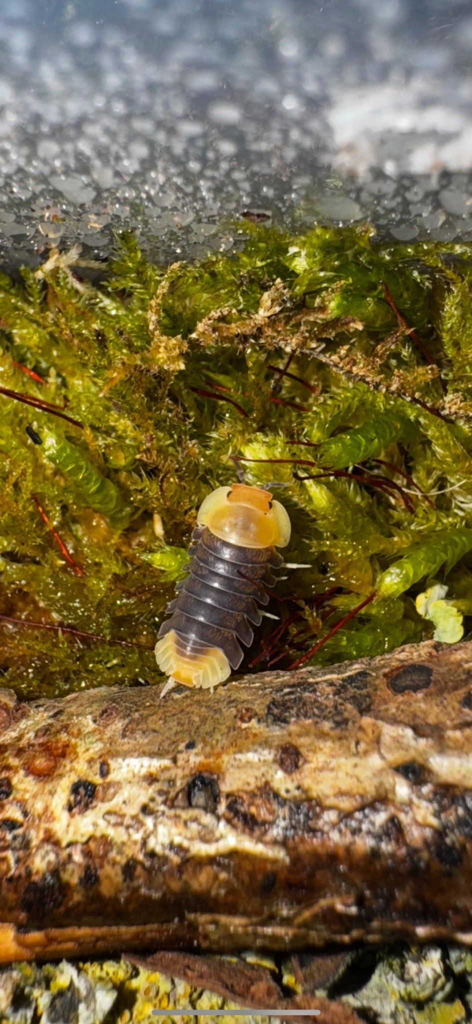Rubber Ducky Isopods (Cubaris sp.) - Isopods For Sale UK | PostPods