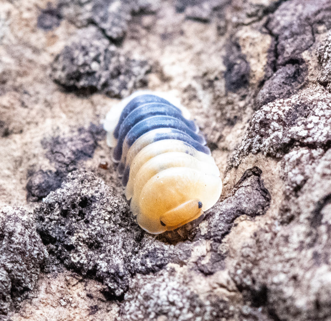 Rubber Bee isopod, Cubaris sp., showing the three-part colour run of yellow front, dark navy midsection and clean white rear