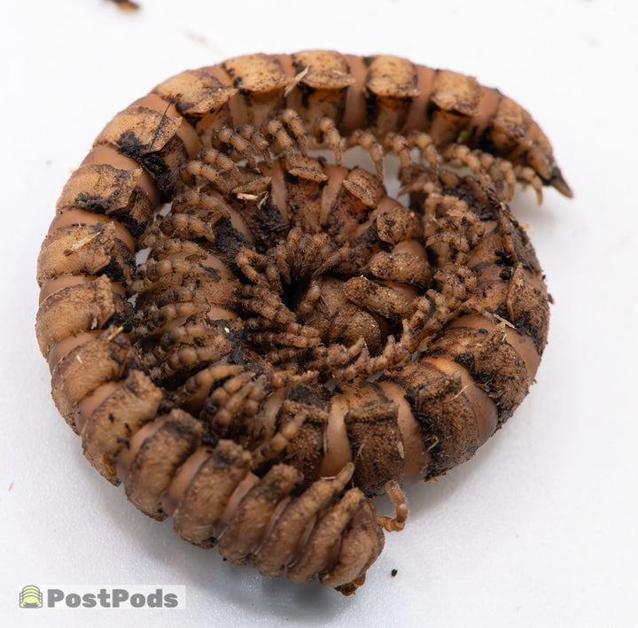 Rusty armoured millipede (Polydesmida sp.) curled up on a white surface, brown with flat plates along its back