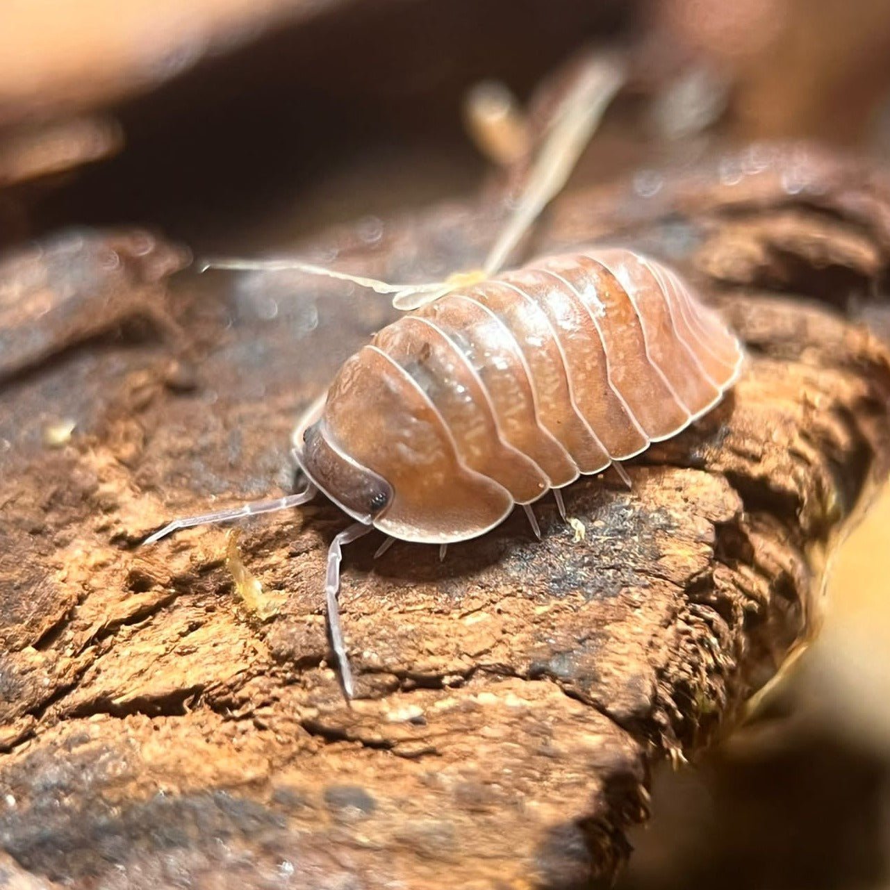 cubaris salmon isopods