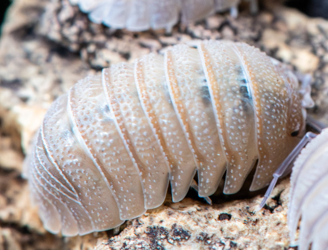 Sandstone Isopods (Armadillidium Scaberrimum)