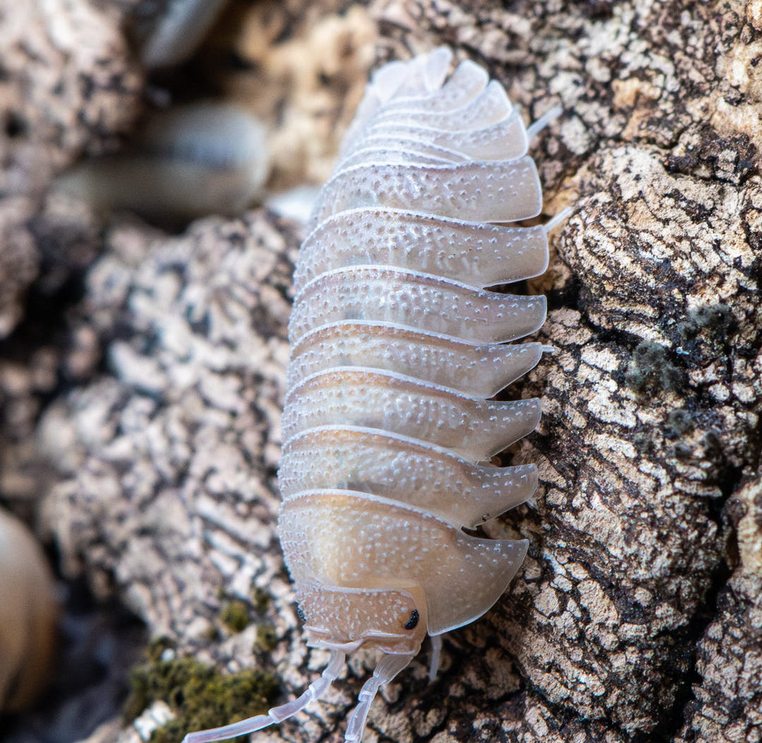 Sandstone Isopods (Armadillidium Scaberrimum)