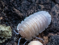 Sandstone Isopods (Armadillidium Scaberrimum)