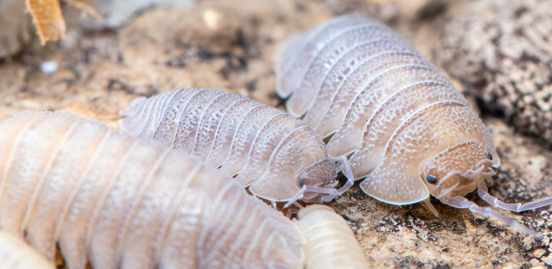 Sandstone Isopods (Armadillidium Scaberrimum)