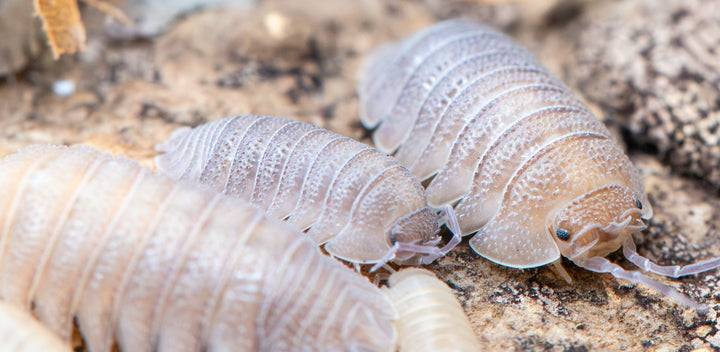 Sandstone Isopods (Armadillidium Scaberrimum)