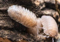 sandstone isopods