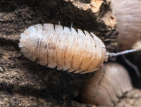 sandstone isopod