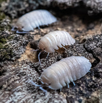 sandstone isopods