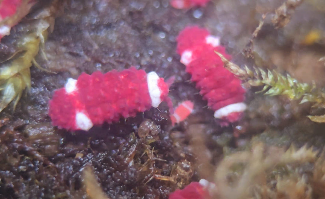 springtails with red plush body with white spots