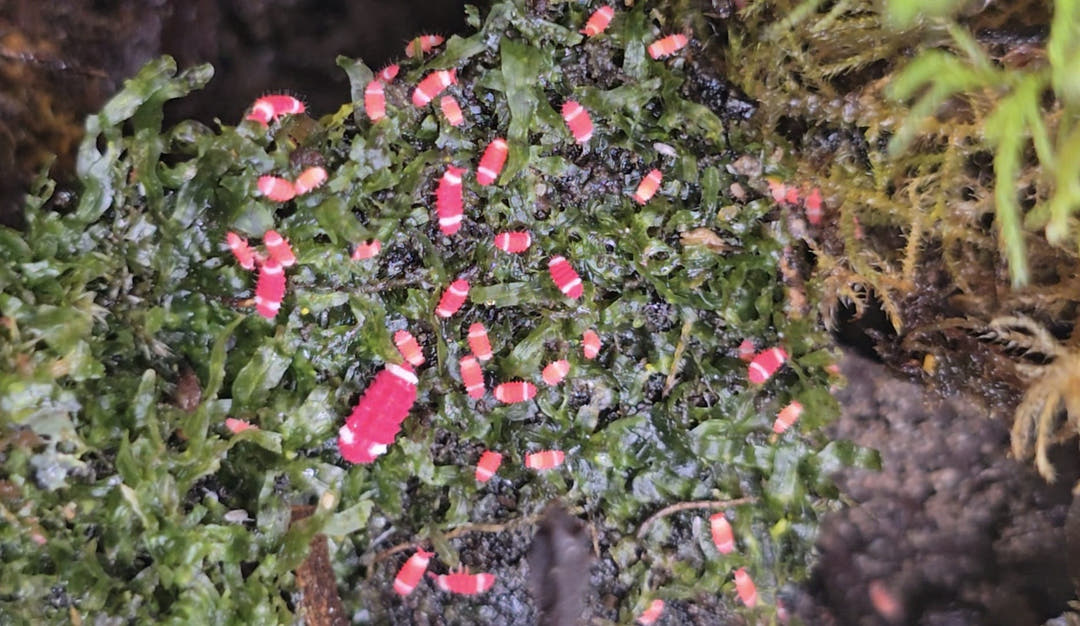 redford white springtail colony