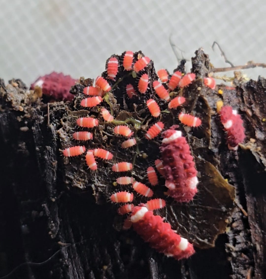 red springtails with white spots